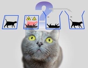 physics, animal, schrödinger's cat, schrödinger, quantum mechanics, paradox, cat, experiment, pet, whiteboard, board, question mark
